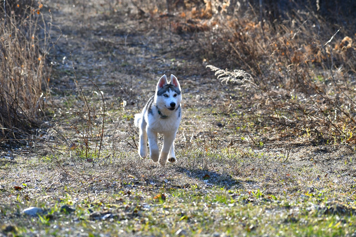 Junger Husky-Welpe mit blauen Augen rennt durch trockenes Gras.