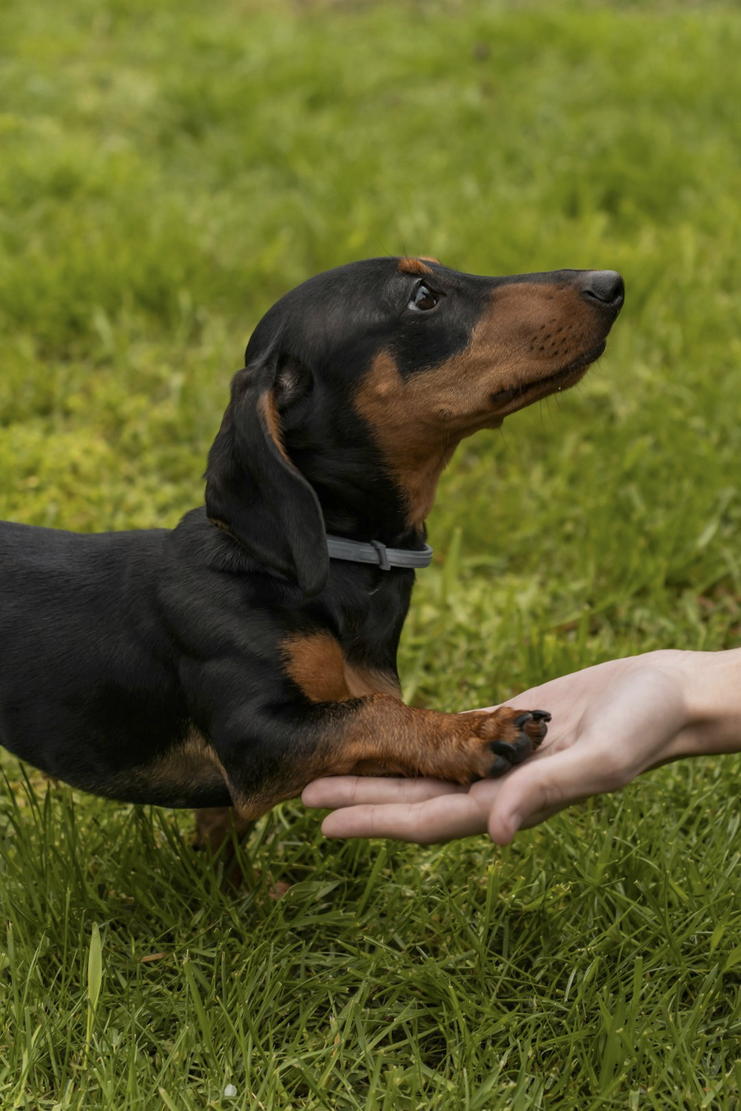 Dachshund placing a paw into a person's hand on grass.