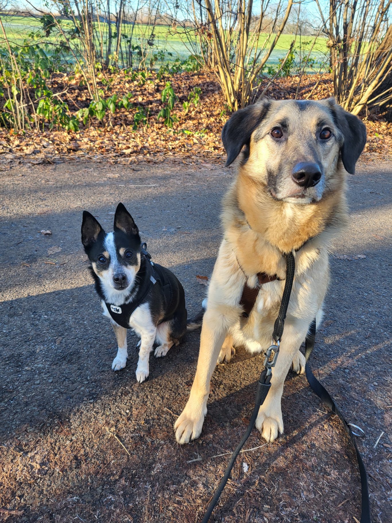 Zwei Hunde sitzen nebeneinander auf einem Waldweg, umgeben von Bäumen und Laub.