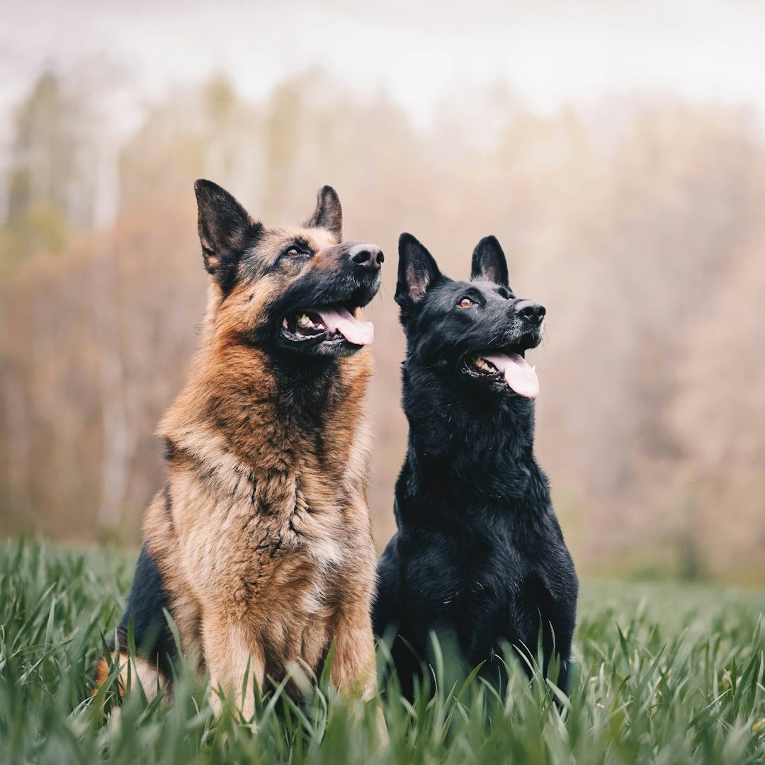 Zwei sitzende Schäferhunde Zwei Hunde, ein deutscher Schäferhund und ein schwarzer Hund, sitzen im Gras und schauen nach oben.