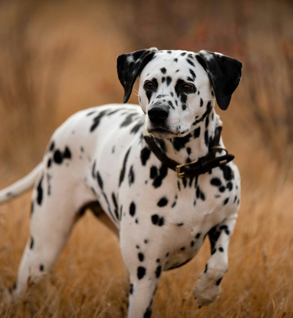 Stehender Dalamtiner schaut nach vorne Ein Dalmatiner steht aufmerksam auf goldenem Gras.