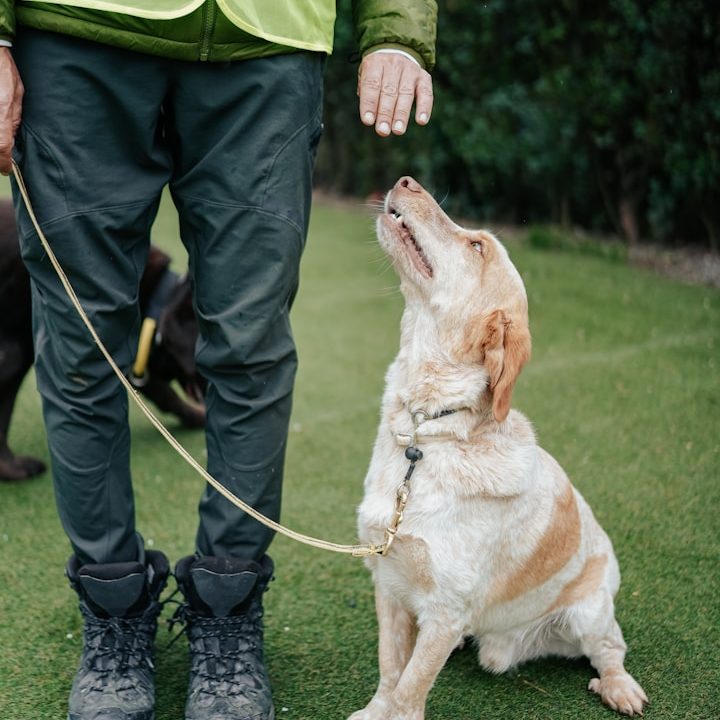 Hund sitzt neben seinem Halter und schaut auf die Hand mit dem Keks Ein Mensch mit Hundeleine steht neben einem aufmerksam blickenden Hund.