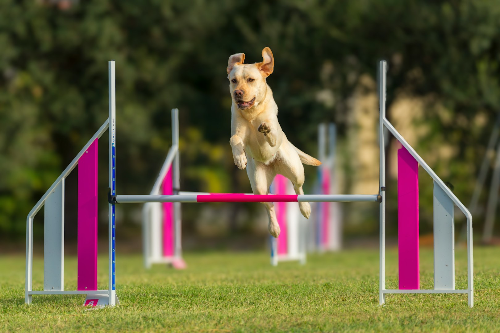 Ein Labrador springt über ein Hindernis im Agility-Training auf einer grünen Wiese.