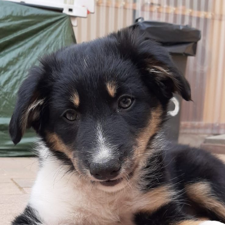 Border Collie Welpe sitzt auf dem Boden vor seinem Spielzeug Ein neugieriger Welpe mit schwarz-weißem Fell sitzt entspannt auf dem Boden.