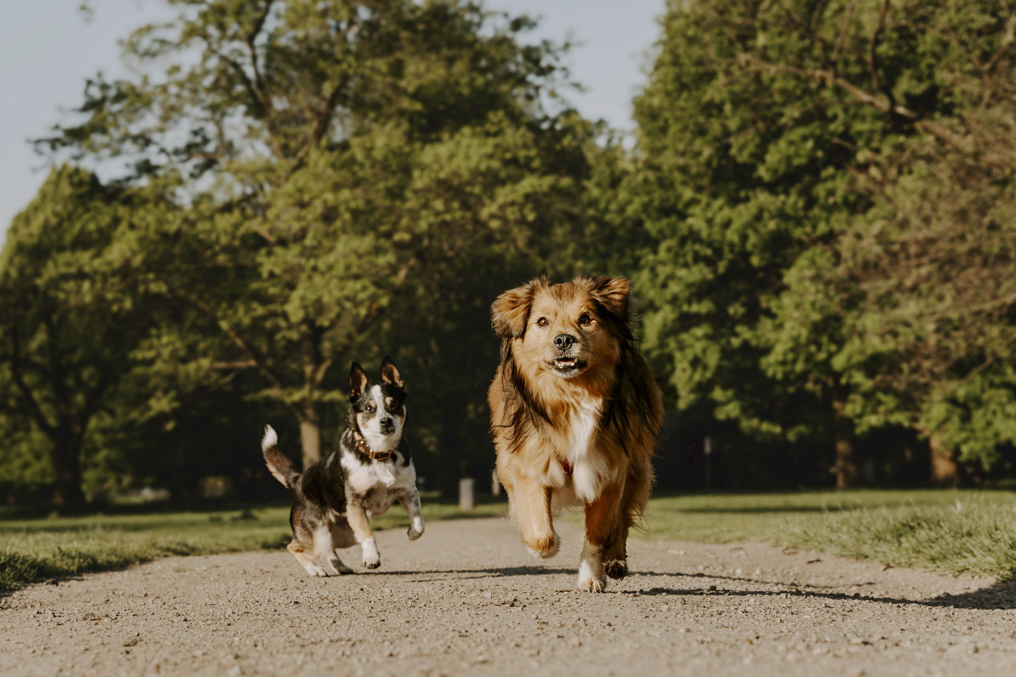 Zwei Hunde, ein großer und ein kleiner, laufen fröhlich den Weg entlang.