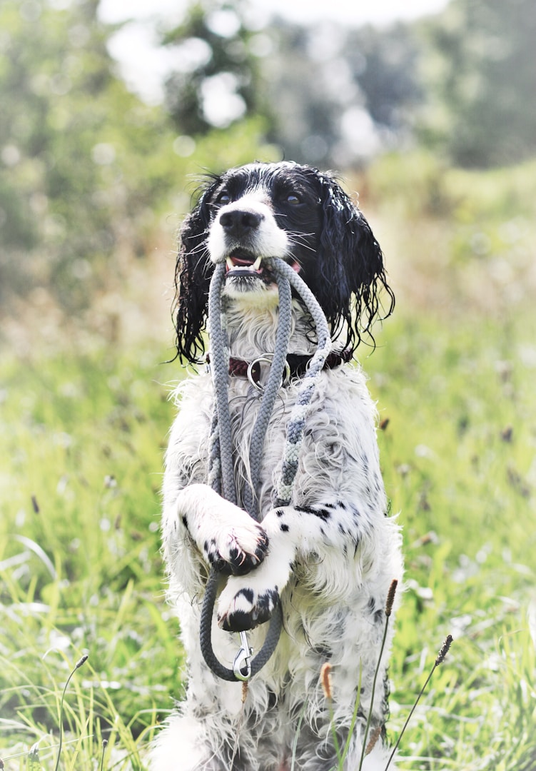 Ein hundeartiger Hund hält eine Leine im Maul und steht in einem grünen Feld.