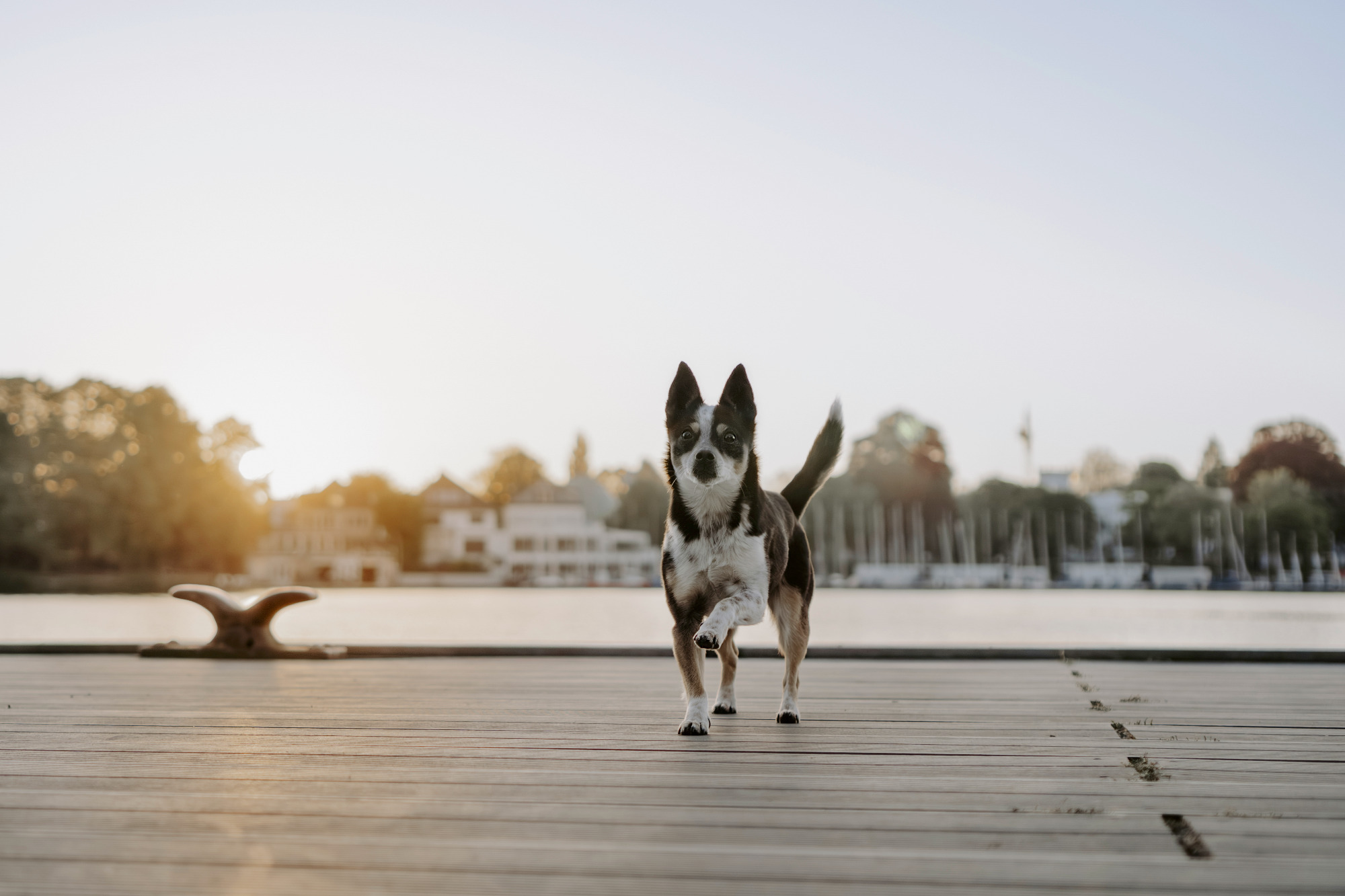 Ein Hund steht auf einem Steg am Wasser, Sonnenuntergang im Hintergrund.