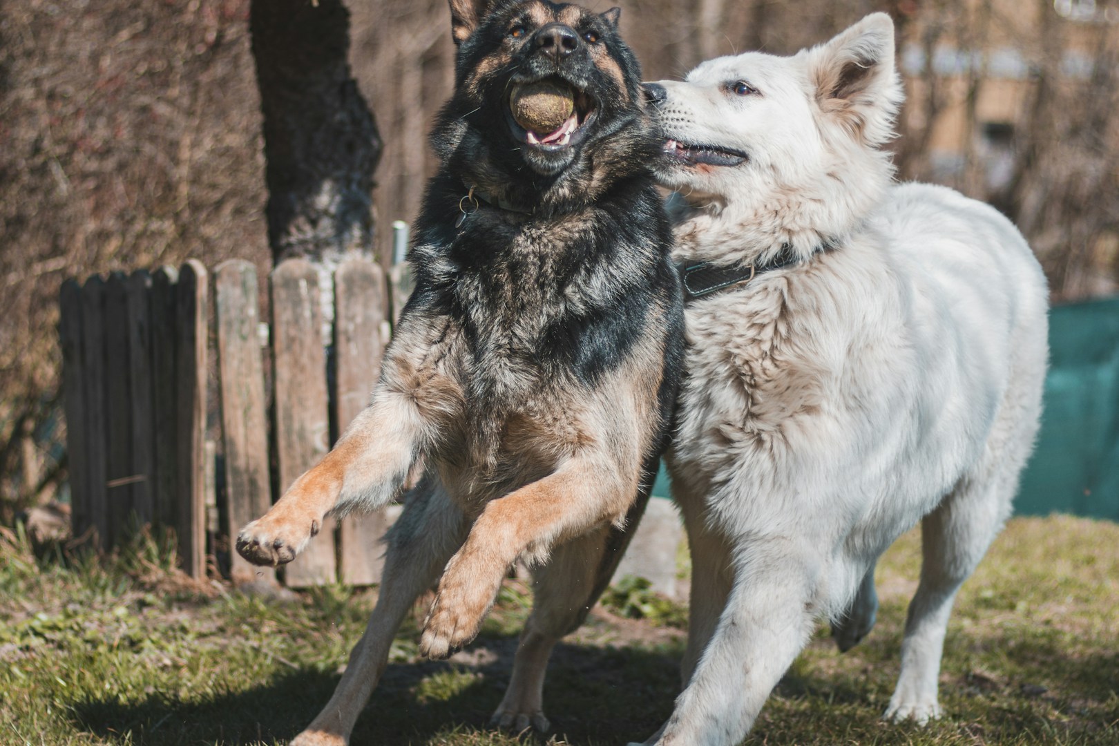 Zwei Hunde, ein schwarzer und ein weißer, spielen im Freien und jagen einen Ball.