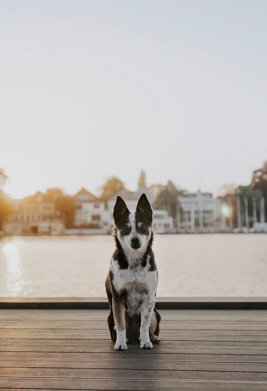 kleiner Hund sitzt auf Steg an der Alster in Hamburg Ein Hund sitzt auf einem Holzsteg am Wasser, im Hintergrund sind Häuser sichtbar.