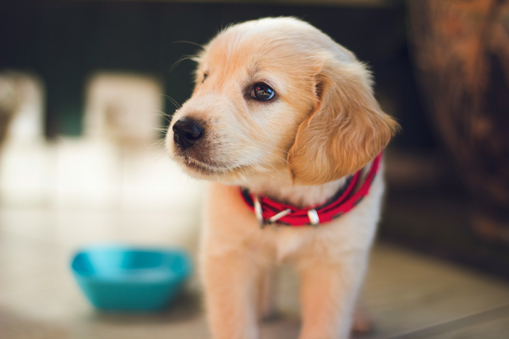 Ein goldener Labrador-Welpe mit rotem Halsband steht neben einer Futterschüssel.